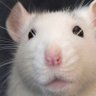 Extremely Fat Rat 的头像