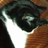 Profilbild von Gordana Joviฤ