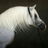 Omar AlKubaisi's profile picture