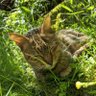 Profilbild von とびねこ
