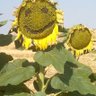 BuenCamino profil fotoğrafı