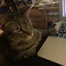 Фото профиля TacoTheCat