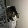 Asena Bozkurt's profile picture