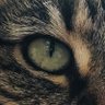 R. MacAlay's profile picture