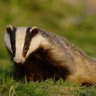 Regal Badger7531 profil fotoğrafı