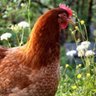 Rosina la gallina 的头像