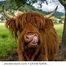 HairyCoo profil fotoğrafı