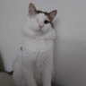 kedipamuk's profile picture