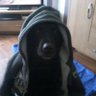 Profilbild von The Hooded Dog. ~FBPE~