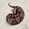 Фото профиля silly serpent 🇺🇸🇨🇦