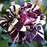 Фото профиля Canon Wells