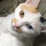 しおん's profile picture
