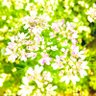 あさ profil fotoğrafı