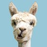 Фото профиля llama_atl