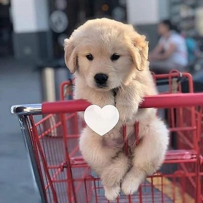 petpopular's profile picture