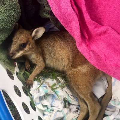 Roadkill Wallaby Reef Foundation 🌎💦🌴🦘🐨🦅🦇🐬's profile picture