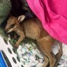 Roadkill Wallaby Reef Foundation 🌎💦🌴🦘🐨🦅🦇🐬 profil fotoğrafı