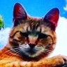 Ginger The Cat 的头像