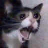 SassyLattice's profile picture