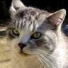 猫重力 的头像
