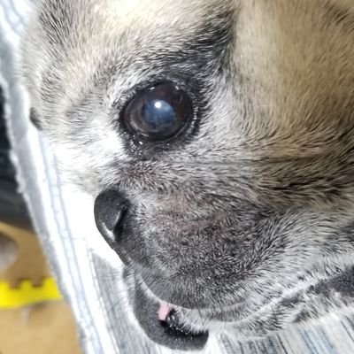 akabanejirou's profile picture