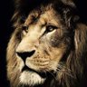 Musa's profile picture