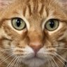 にゃはる profil fotoğrafı