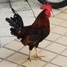 Blah profil fotoğrafı