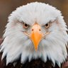 Real_Patriot's profile picture