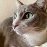 Фото профиля むずかしいねこ