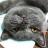 Profilbild von 令和無頼