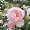 Фото профиля 美咲きの華KSJ
