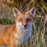 Swamp Fox profil fotoğrafı