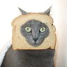 Catman Deux's profile picture