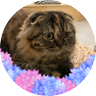 Profilbild von よすが