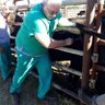 Johan van Rooyen Sheep vet's profile picture