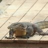 GrievousLizard profil fotoğrafı