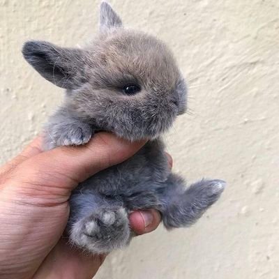 토깽문's profile picture