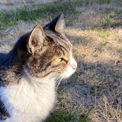 nyannyan__taro's profile picture
