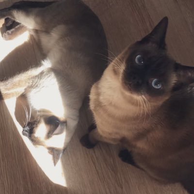 0755大魔王绿主's profile picture
