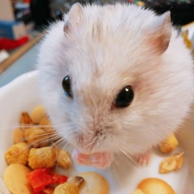 いなりん's profile picture