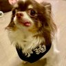 joeychan 的头像