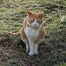 トラ猫 的头像
