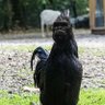 black chicken 的头像