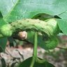 Фото профиля Dickweed Wang