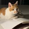 ShelleyXue profil fotoğrafı