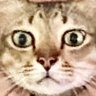 catman's profile picture