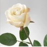 Profilbild von الواثقه بربها