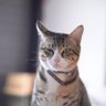 Фото профиля PAraNoid Android Cat Ryan