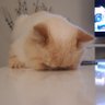 Temor profil fotoğrafı
